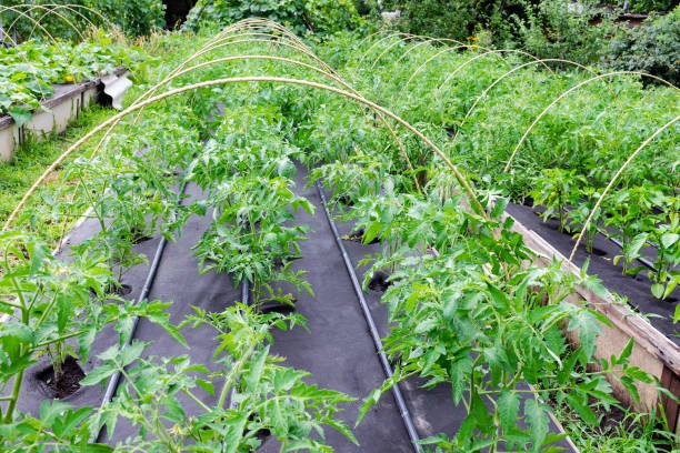 Vegetable garden with weed mat and drip irrigation