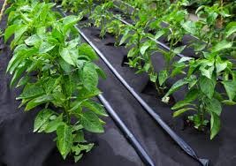 Agricultural weed mat on soil with plants
